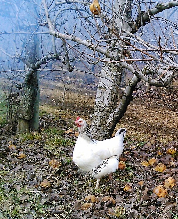 gite à la ferme veynes buech