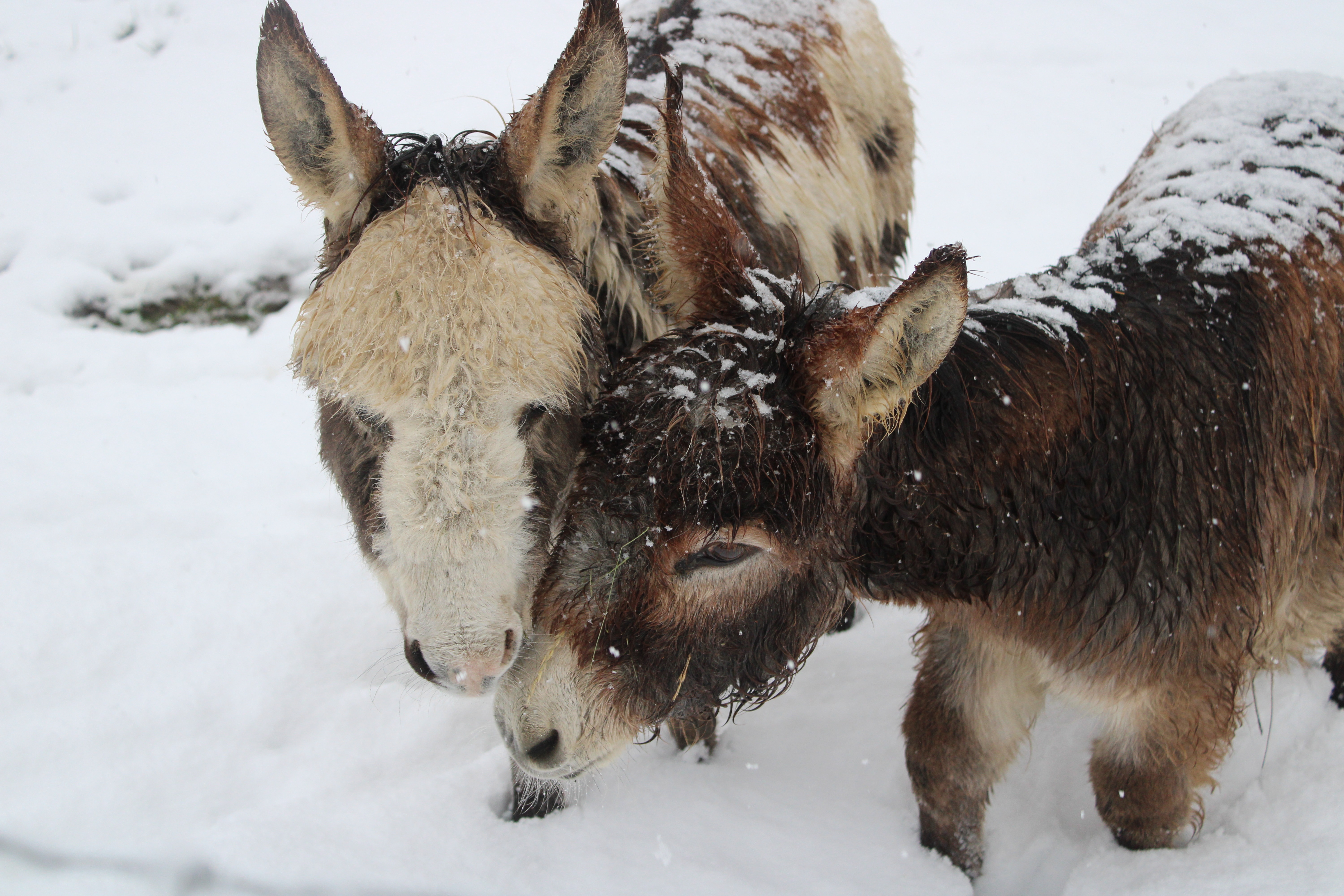 animaux ferme vacances gite buech