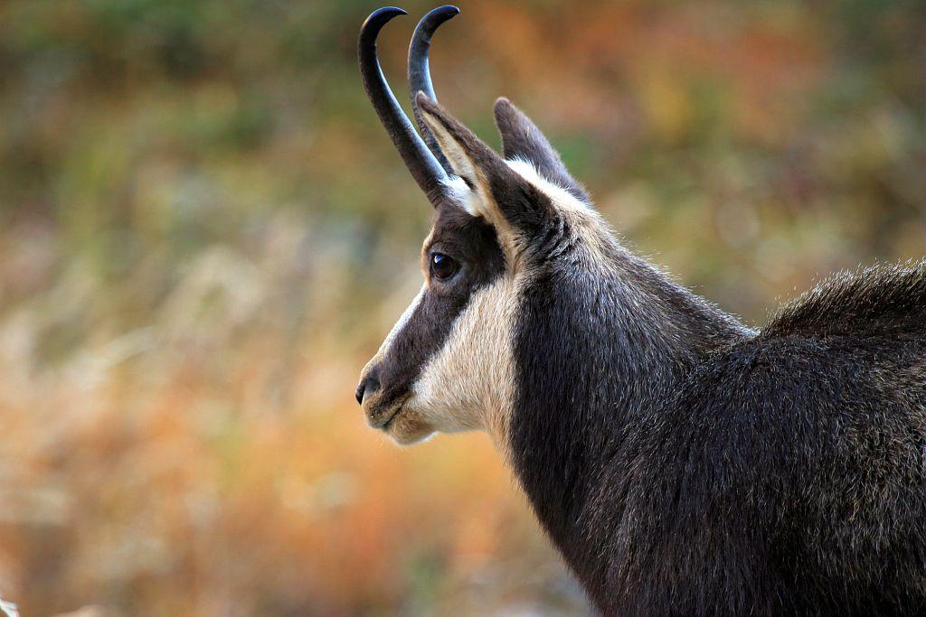 chamois montagne d'oule gite buech